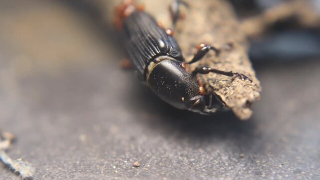 Close up of yucca weevil (Scyphophorus yuccae) with long snout carrying larva, showing rare parental behavior in a tropical root-boring beetle