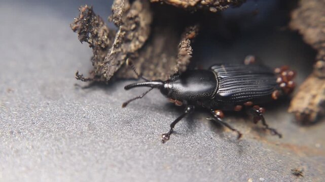 Close up of yucca weevil (Scyphophorus yuccae) with long snout carrying larva, showing rare parental behavior in a tropical root-boring beetle