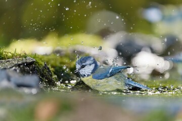 A blue tit bathes in the forest pond, , water is splashing. A cute blue tit in the nature habitat.  Cyanistes caeruleus © Monikasurzin