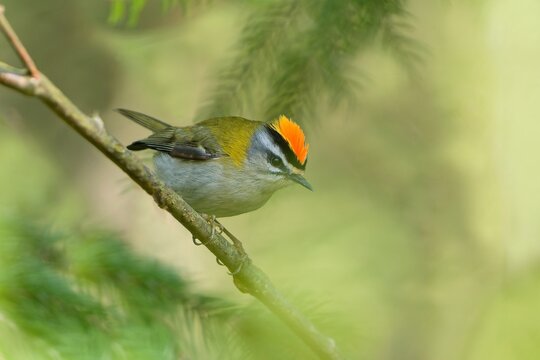 A cute firecrest in the nature habitat. Regulus ignicapillus. A firecrest sits on a branch. 