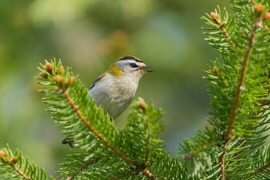 A cute firecrest in the nature habitat. Regulus ignicapillus. A firecrest sits on a spruce twig. 