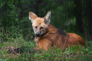 Portrait of Maned wolf in zoo © svobodacontributor