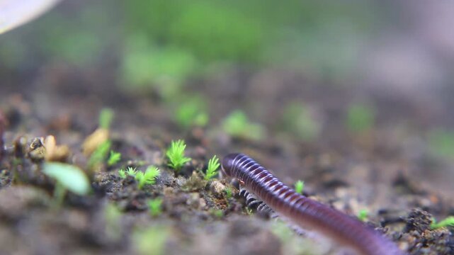 Macro video of juvenile millipede (Trigoniulus corallinus) crawling while feeding, showing cyanide defense used to deter predators in humid habitat