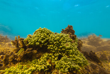Underwater view of sea grapes with ocean waves on a coral reef. Green algae in clear tropical water creating a calm natural marine scene.