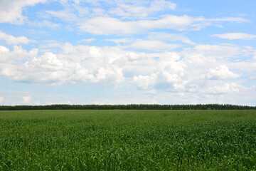Obraz premium Vast Green Field Under Blue Sky with white Clouds copy space