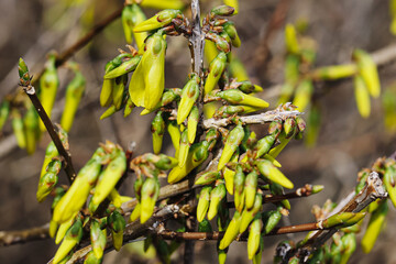 Obraz premium Forsythia buds on branches in spring. Yellow flower buds before blooming on shrub. Early spring plant with fresh green and yellow buds. Seasonal nature background with forsythia branches.