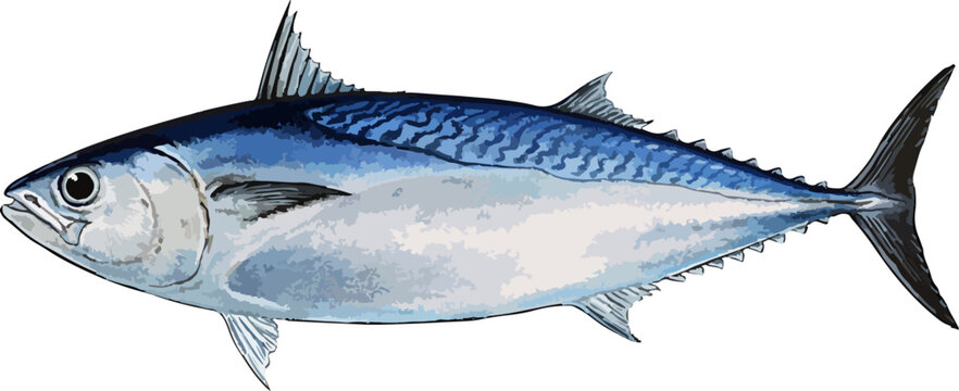 Euthynnus affinis illustration art