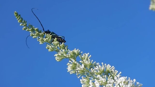Musk beetle, Aromia moschata on top of white flowers of Summer lilac, Buddleja davidii and in flight on sunny day with blue sky - close-up, slow motion. Topics: nature, blooming, natural environment