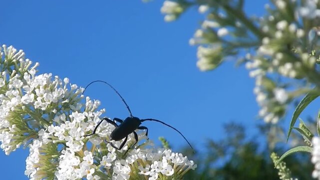 Musk beetle, Aromia moschata on white flowers of Summer lilac, Buddleja davidii on sunny day with blue sky - close-up, slow motion. Topics: nature, blooming, natural environment, flowering, garden