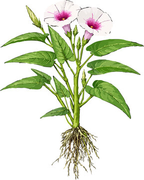 Ipomoea aquatica illustration art (2)