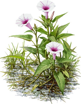 Ipomoea aquatica illustration art (3)