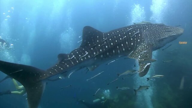 blue whale 