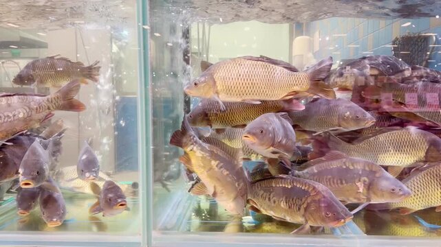 fresh fish  and seafood in supermarket