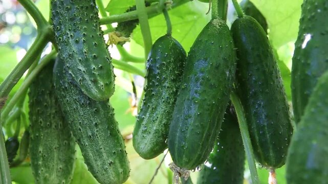 The bush cucumbers hang on the trellis in the garden .