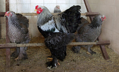 Brahma chickens, hens and rooster, in the poultry farm aviary © pavlobaliukh