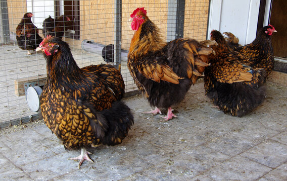 Tree Golden-bordered Orpington chickens