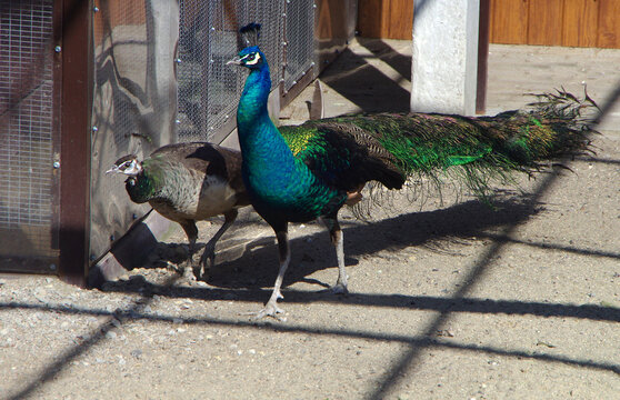 Indian peacock, pheasant family in an aviary