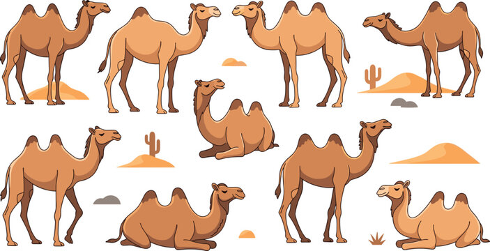 Bactrian camel vector illustration set featuring two humped camels in standing and sitting poses with desert dunes and cacti for wildlife and travel designs.