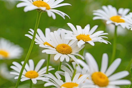 Bl&uuml;hende Margeriten,Leucanthemum, im Fr&uuml;hling