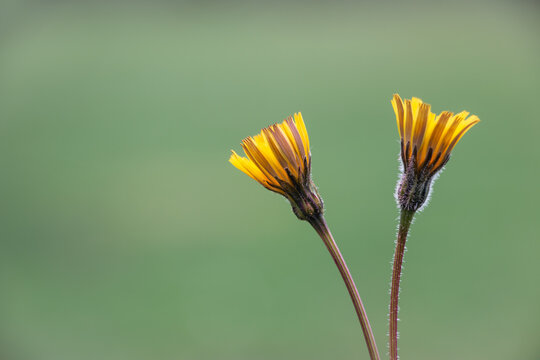 Two yellow hawkbit flowers (Leontodon sp.) on soft green background minimal spring nature composition.