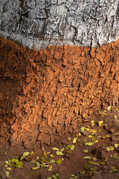 Tree trunk with white limewash top and textured red-brown mud base, bark soil abstract pattern with fallen leaves