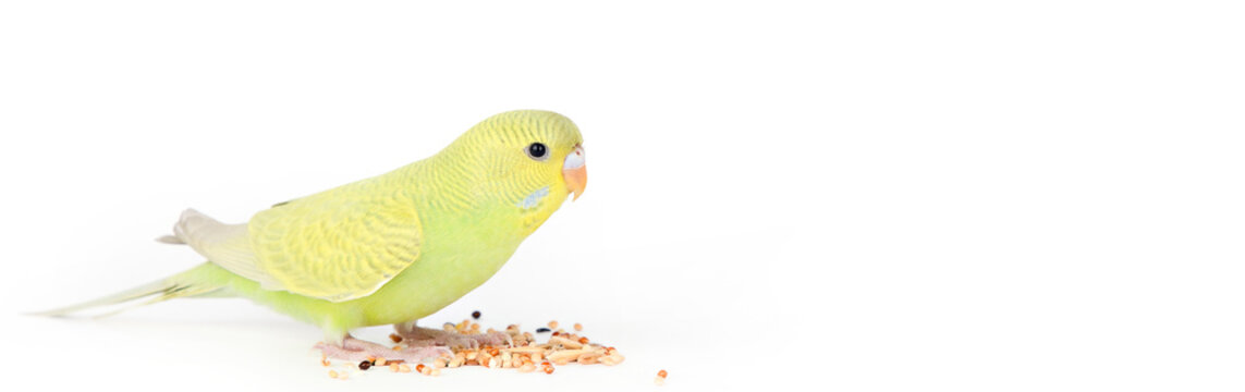 green parrot sits on a light background