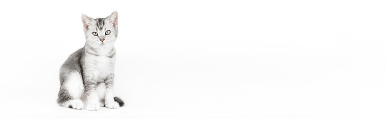 gray Scottish kitten on a light background, banner © Svetlana