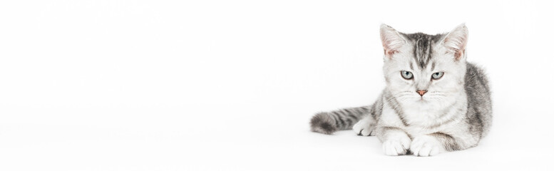 gray Scottish kitten on a light background, banner © Svetlana