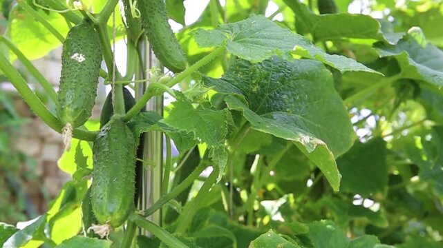 The bush cucumbers hang on the trellis in the garden .