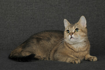 scottish straight cat golden chinchilla © Svetlana
