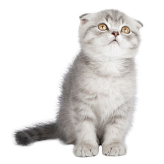 gray cat on isolated white background © Svetlana