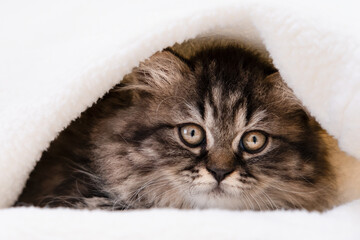 cute cat on a light background © Svetlana