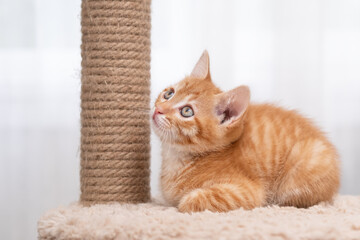 portrait of a cute little red kitten © Svetlana