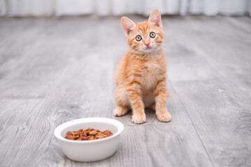 portrait of a cute little red kitten © Svetlana