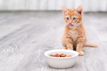 portrait of a cute little red kitten © Svetlana