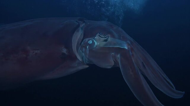 Giant Squid Drifts in Inky Ocean Depths
