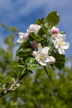 branche de pommier en fleurs au printemps