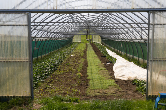 champ cultiv&eacute; par un mara&icirc;cher avec une serre
