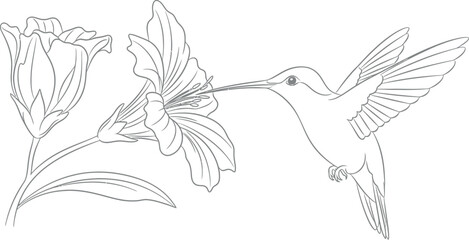 Elegant outline drawing of a small, energetic hummingbird with widespread wings, delicately extracting nectar from a vibrant blossom in a serene natural environment. © Mudassir