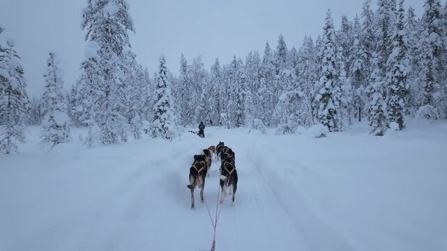 Journey through the enchanting winter landscape of Akaslompolo, where a team of eager huskies pulls you along winding trails covered in fresh snow. Breathe in the crisp air of Lapland.
