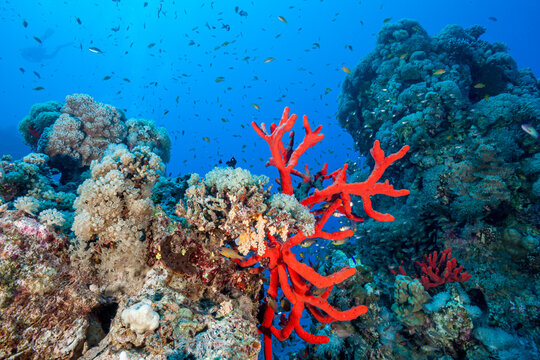 Egypt, Taba, Toxic Finger-sponge (Negombata magnifica)