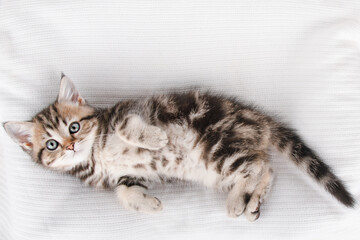 cute kitten on a light background © Svetlana