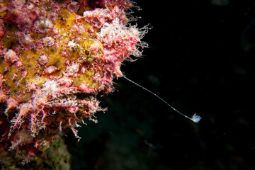 Egypt, Taba, Scarlet Frogfish (Abantennarius coccineus), Freckled Frogfish (Antennarius, sp.) © Luigi