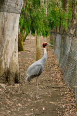 Obraz premium Common crane stands near wire fence in fenced enclosure in nature reserve. Solitary bird with golden crown at zoo. The concept of protecting endangered bird species. Grus grus