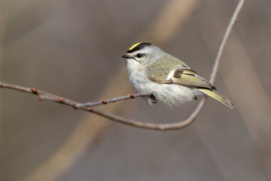 golden crowned kinglet perched on branch with clean beautiful background