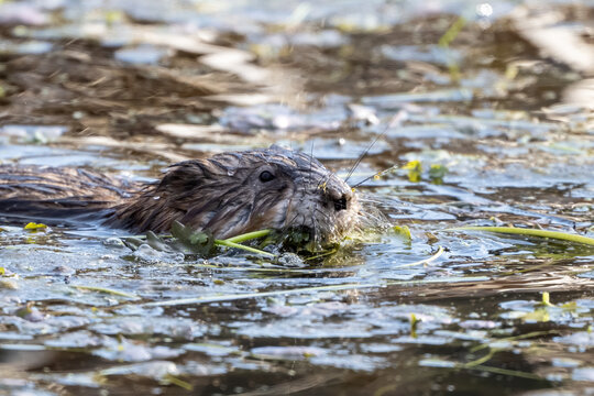muskrat swimming in river with branch in mouth
