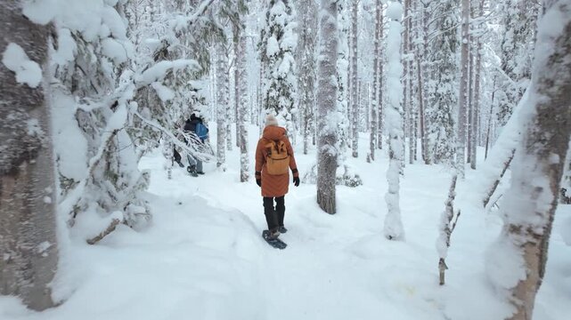 Adventurers trek through a serene snow-covered forest in Akaslompolo, Lapland, surrounded by towering trees and glistening snow. Winter magic envelops this enchanting landscape.