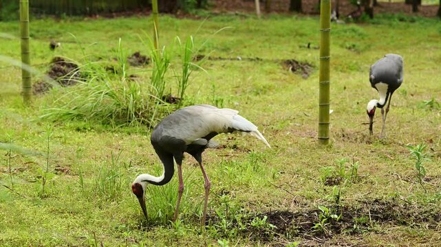 Common crane forages for insects in soil and grass of natural habitat. Common crane in nature reserve or zoo. Concept of protecting endangered bird species. Grus grus