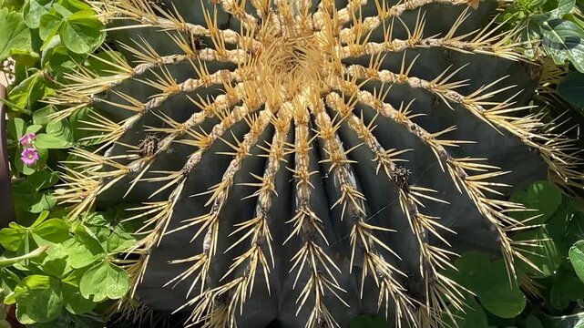 Close-up of a barrel cactus with sharp yellow spines and green leaves in sunlight background