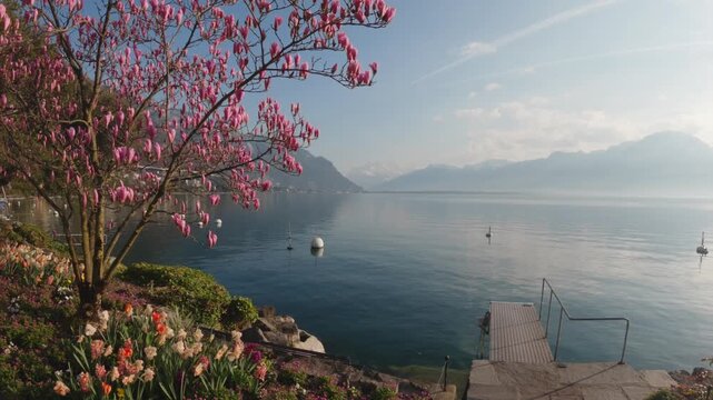 Magnolia tree on Lake Geneva Montreux Switzerland Alps spring